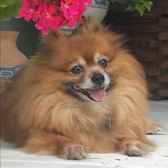 Meet your Posher, Mona - Picture 5 of 9